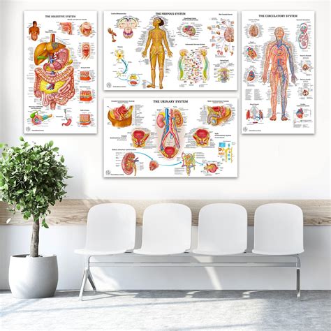 12 Carteles de Anatomía Humana Carteles Médicos Circulatorio