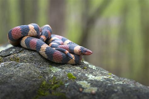 Wallpaper Scaled Reptile Snake Serpent Colubridae Organism