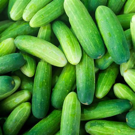 6 Popular Cucumber Varieties and How to Use Them