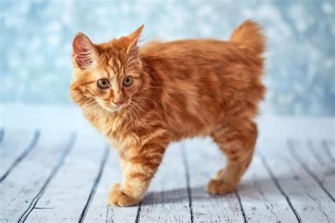 Why Socializing American Bobtail Kittens is Crucial • Cat Fans