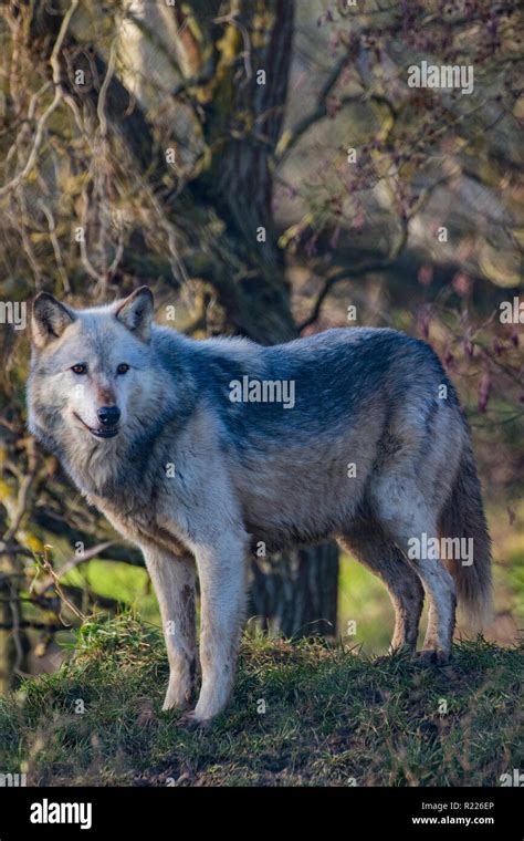 Wolf Canis Lupus Also Known As The Gray Wolf Timber Wolf Western