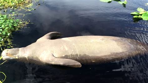 Florida Manatees Dying At An Alarming Record Rate YouTube