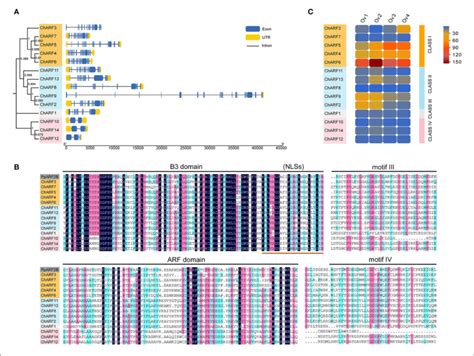 Gene Structures Multiple Sequence Alignment And Expression Pattern