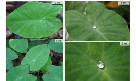 Beyond Lotus effect: Taro leaf provides clues to design large ...