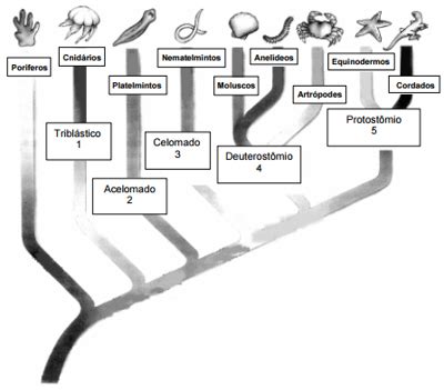 Questão O esquema abaixo representa a filogenia dos animais Fonte