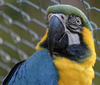 Macaw Manor: Basic Macaw Diet