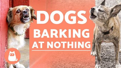 Why Do Dogs Bark At Nothing 🐶🗯️ Solutions Youtube