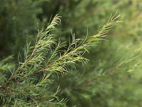 Arbre Th Melaleuca Alternifolia Rebelle Sant