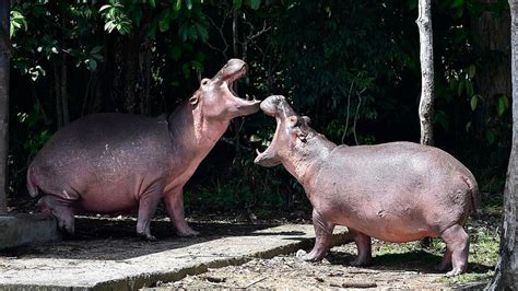 Cuatro Hipopótamos Mascota De Pablo Escobar Se Convirtieron En Una