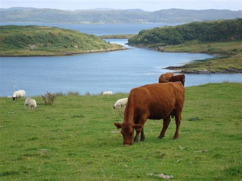 Luing Cattle: The Robust Breed of the Scottish Isles