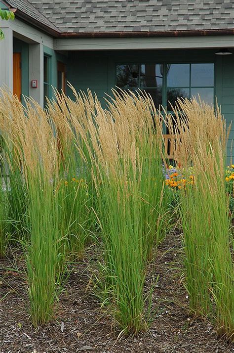 Karl Foerster Feather Reed Grass Calamagrostis X Acutiflora Karl Foerster At Gertens