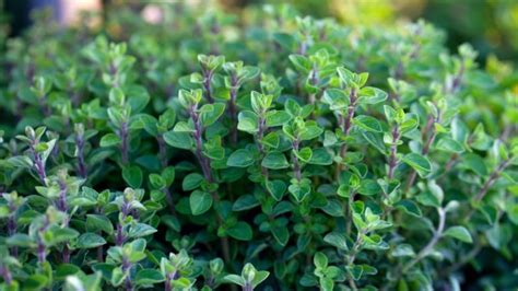 How to Plant, Grow, and Care for Ornamental Oregano