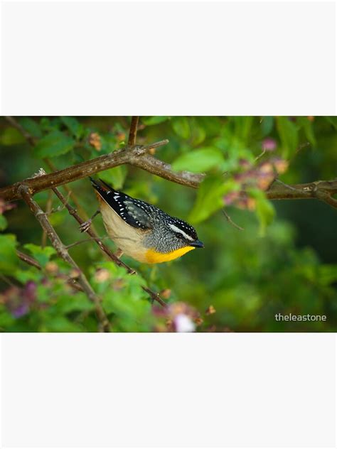 Spotted Pardalote Sticker By Theleastone Redbubble