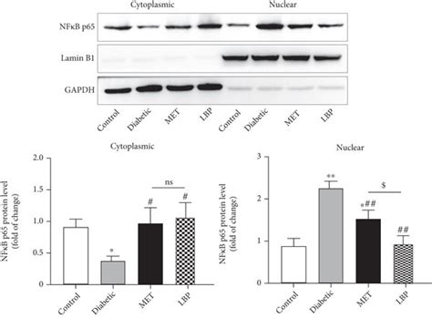 Lbp Inhibited Nf κb Signaling Pathway In Dn Mice A The Protein Level