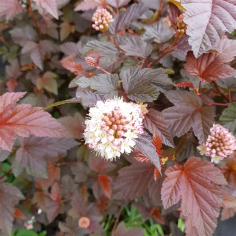 Physocarpus Opulifolius Tuilad Syn Physocarpus Opulifolius Lady In