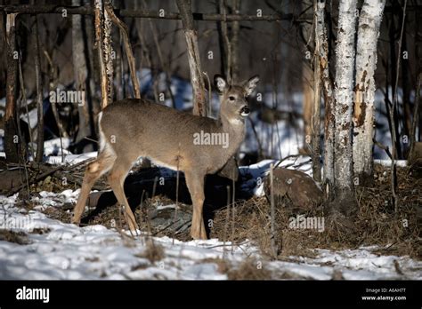 Odocoileus Virginianus Hi Res Stock Photography And Images Alamy