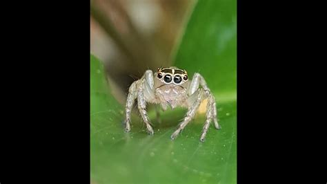 Jumping Spider Youtube