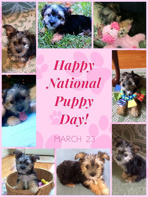 Happy National Puppy Day Pocket Scrapping National Puppy Day Morkie