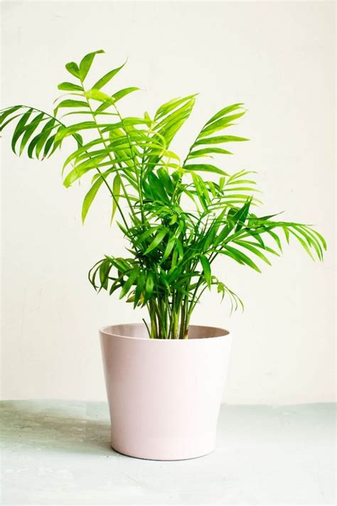 De Verzorging Van Een Parlor Palm Chamaedorea Elegans Home Healthcare