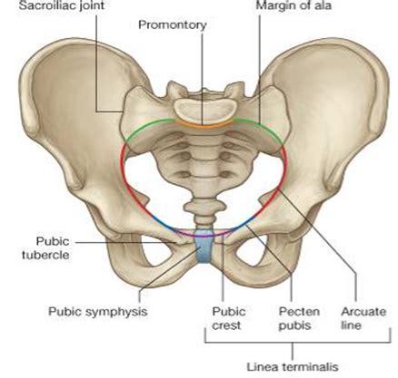 reproductive anatomy Flashcards | Quizlet