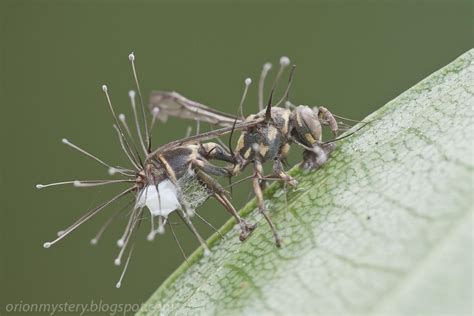 Wasp That Was Infected By The Cordyceps Fungus Rfactsaboutwasps