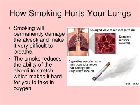 smoking   lungs powerpoint