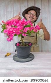 Gardener Making Arrangement Pruning Wiring Bougainvillea Stock Photo