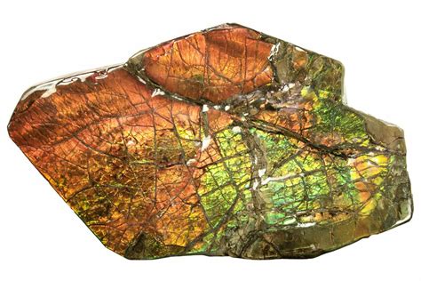 5.8" Brilliant Ammolite (Fossil Ammonite Shell) - Beautiful Iridescence ...