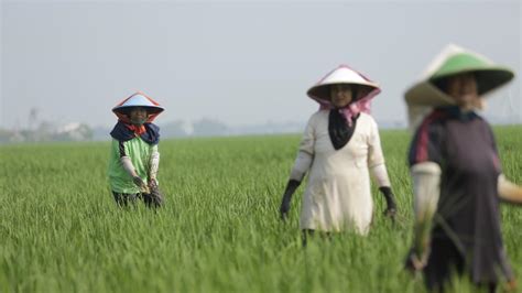 Optimalkan Hasil Panen Pupuk Indonesia Minta Petani Terapkan Pupuk