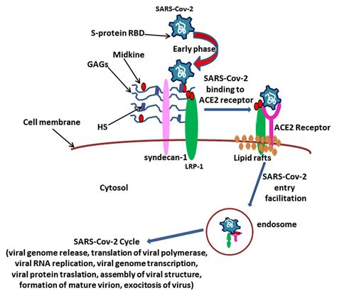 Frontiers Physiology Of Midkine And Its Potential Pathophysiological