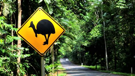 Cassowary Bird Warning Road Sign On A Roadway Through Daintree National Park In Cairns