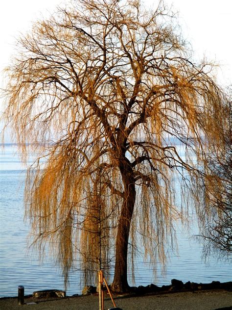 Weeping Willow Tree Riverbank Free Photo On Pixabay Pixabay