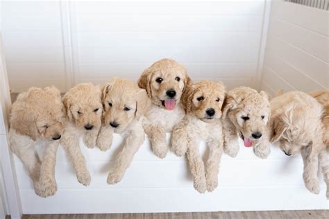 Daisy Mountain Doodles