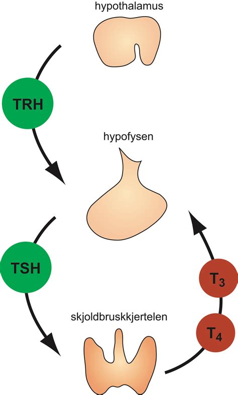 Tyroksin Store Medisinske Leksikon