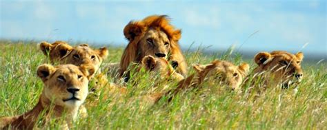 Best Serengeti Safaris | Best Experiences, Lodges & Itineraries | Art ...