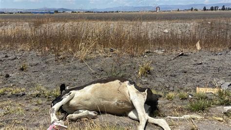 Escasez De Agua Y Alimento Provoca Crisis Ganadera En Guanajuato