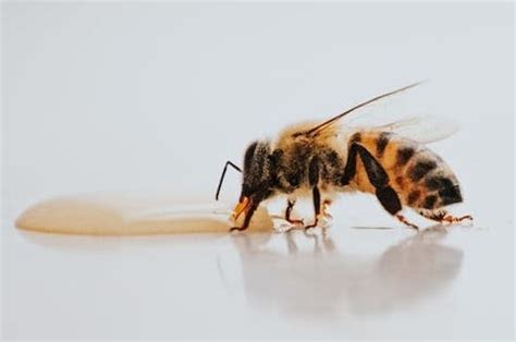 Exploring The Anatomy Of A Bee - Beekeeping 101