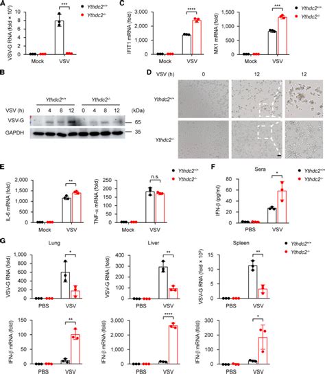 Enzymolysis Based Rna Pull Down Identifies Ythdc As An Inhibitor Of