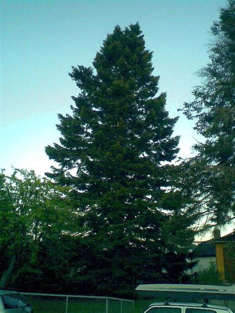 Tree Identification Abies Grandis Grand Fir