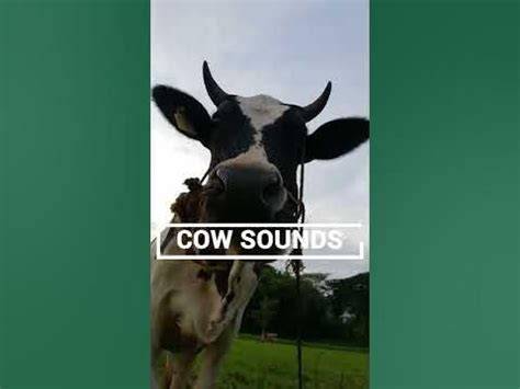 COW SOUNDS | Learn Animals with Kiddopedia #Shorts