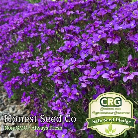 Purple Rock Cress Seeds Honest Seed Co