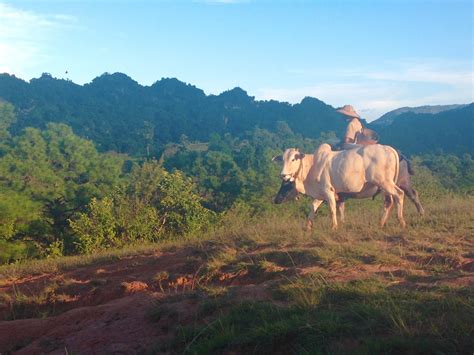 My Adventures in Countryside Myanmar – Where Goes Rose?