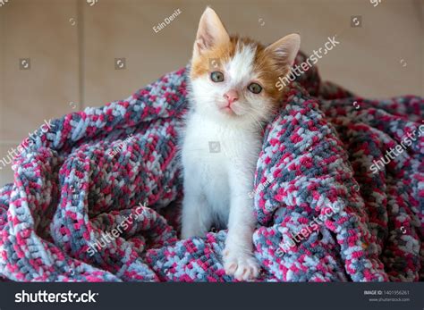 Down Syndrome Cat Royalty-Free Images, Stock Photos & Pictures ...