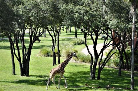 Animal Kingdom Lodge Savannah View Rooms - Disney Insider Tips