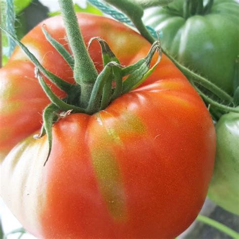 Fleisch Tomate Ochsenherz Kräuterei Bioland Gärtnerei