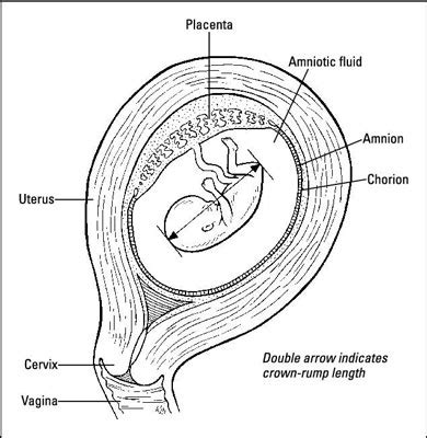 How An Embryo Grows Dummies