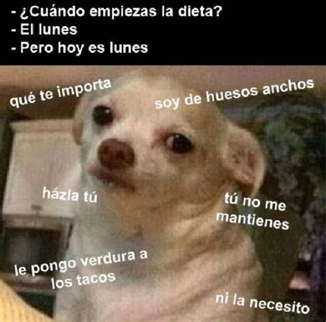 ¿por Qué Eres Así El Meme Que Plantea Las Posibles Reflexiones De Tu Perro Verne México El PaÍs