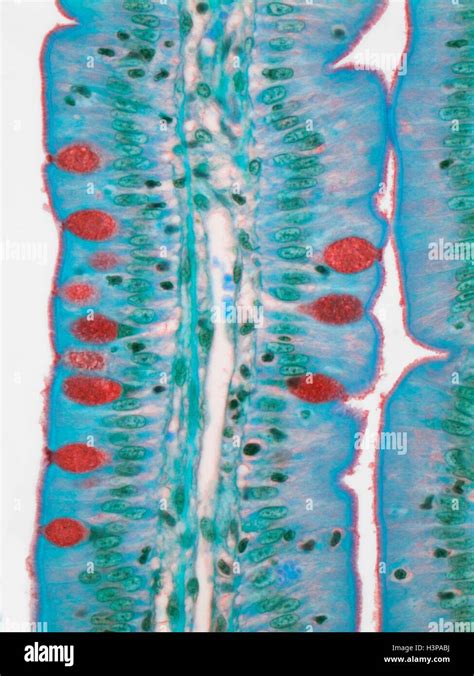 Small Intestine Light Micrograph Lm Of A Section Through The Finger