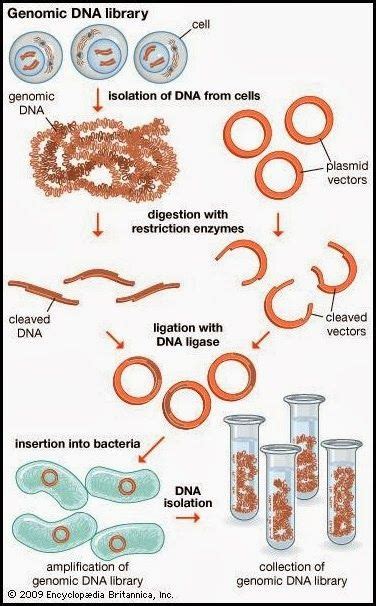 Difference Between Genomic And Cdna Library Major Differences