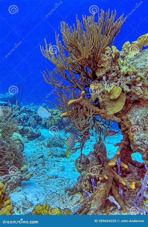 Caribbean Coral Garden Stock Photo Image Of Wildlife 289604220